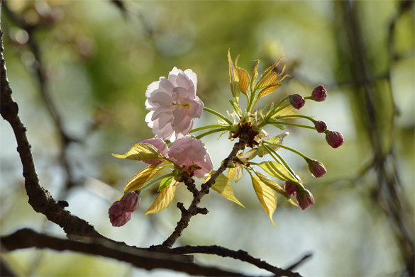 カンザシザクラ（簪桜）