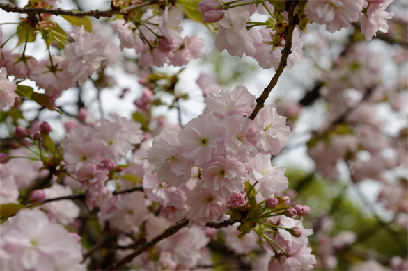 カンザシザクラ（簪桜）