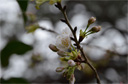 カスミザクラ（霞桜）