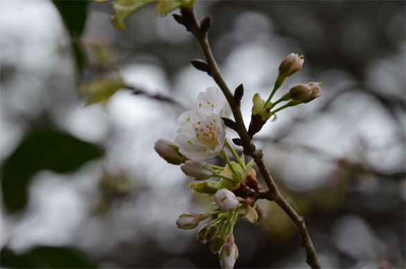 カ スミザクラ（霞桜）