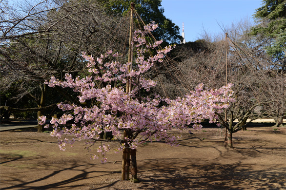 カワヅザクラ（河津桜）
