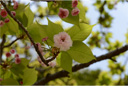 ケンロクエンキクザクラ（兼六園菊桜）