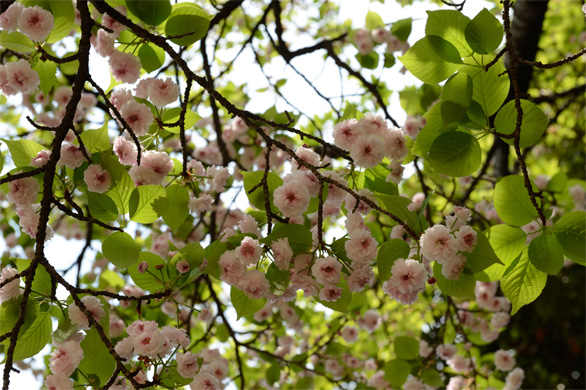 ケンロクエンキクザクラ（兼六園菊桜）