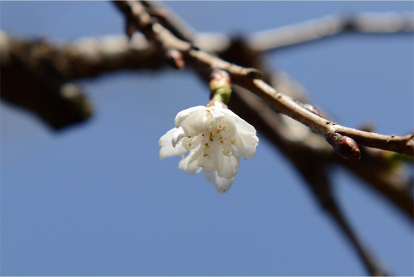 コブクザクラ（子福桜）