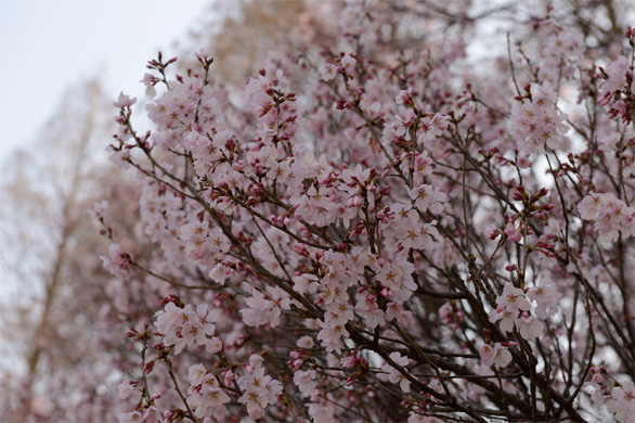 コヒガン（小彼岸）