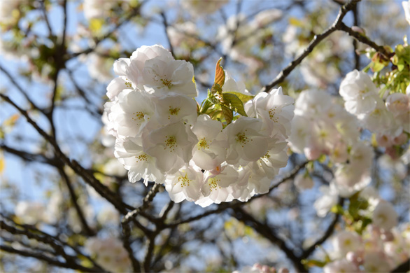 コトヒラ（琴平）