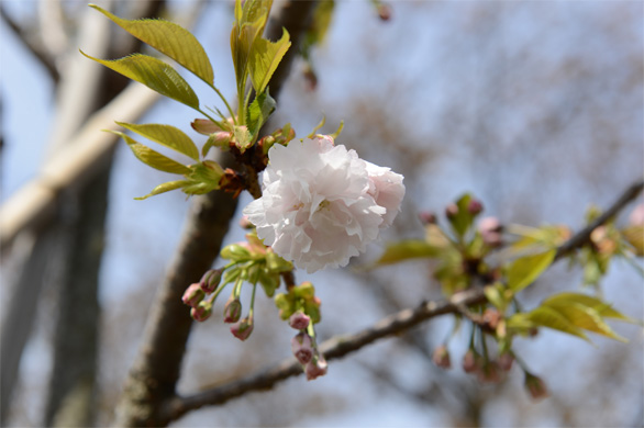 マスヤマ（増山）