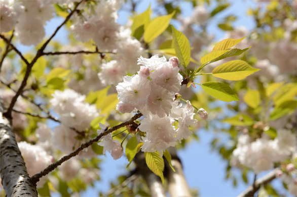 マスヤマ（増山）