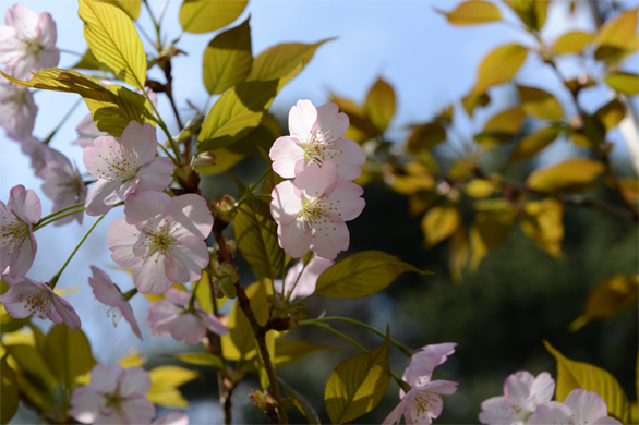 ムラサキザクラ（紫桜）
