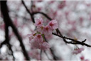 オオカンザクラ（大寒桜）