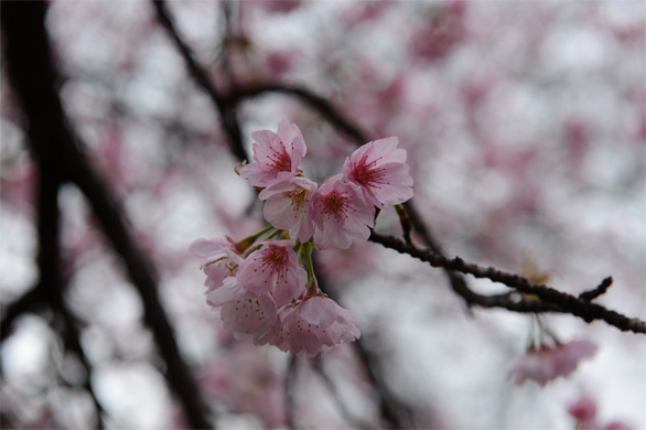 オオカンザクラ（大寒桜）