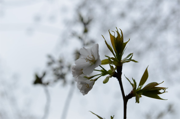 オオシマザクラ（大島桜）