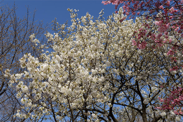 オオシマザクラ（大島桜）