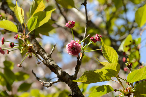オオタザクラ（太田桜）