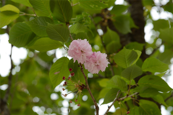 オオタザクラ（太田桜）