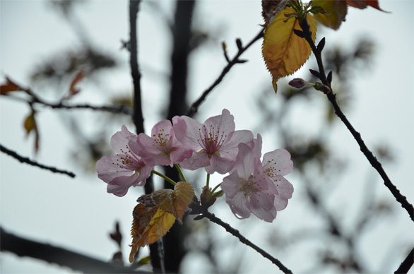 オオヤマザクラ（大山桜）