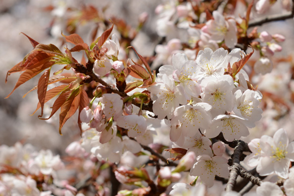 サトザクラ（里桜）