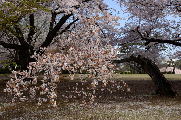 サトザクラ（里桜）