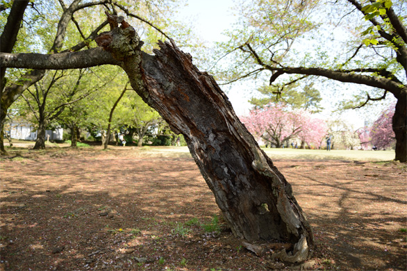 サトザクラ（里桜）