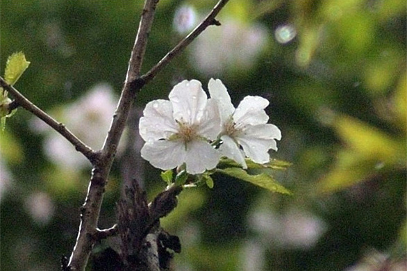 シバヤマ（芝山）