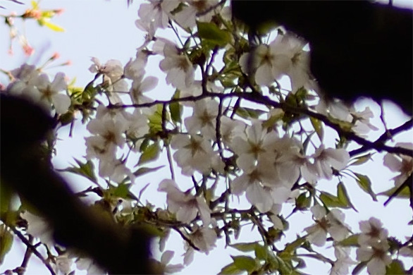 シバヤマ（芝山）