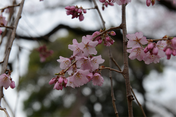 シダレザクラ（枝垂桜）