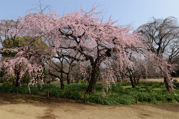 シダレザクラ（枝垂桜）