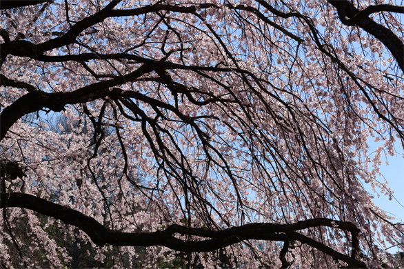 シダレザクラ（枝垂桜）