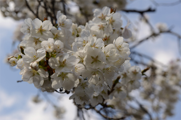 シラユキ（白雪）