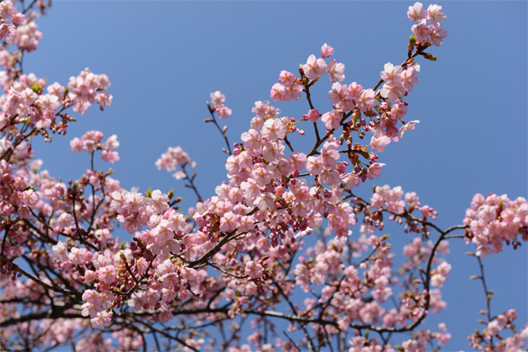 シュゼンジカンザクラ（修善寺寒桜）