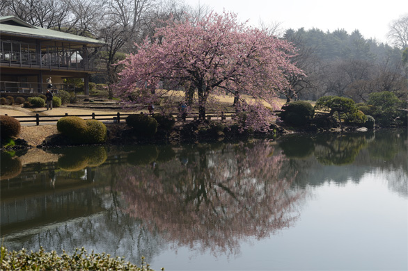シュゼンジカンザクラ（修善寺寒桜）