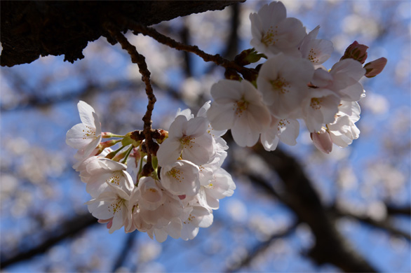 ソメイヨシノ（染井吉野）