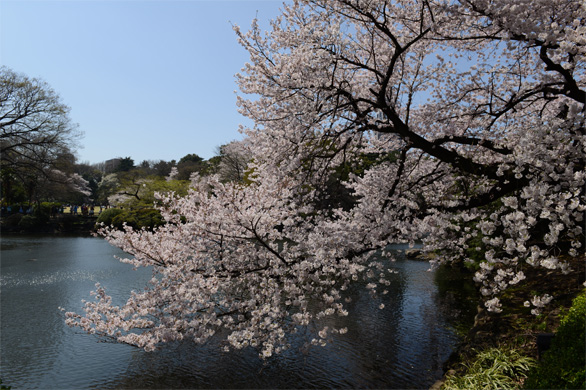 ソメイヨシノ（染井吉野）