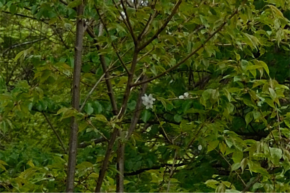 タグイアラシ（類嵐）