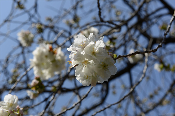 タイハク（太白）
