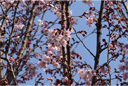 トウカイザクラ（東海桜）