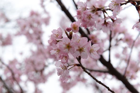 トウカイザクラ（東海桜）