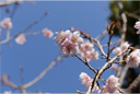 ツバキカンザクラ（椿寒桜）
