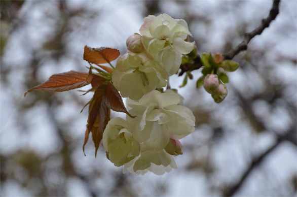 ウコン（鬱金）