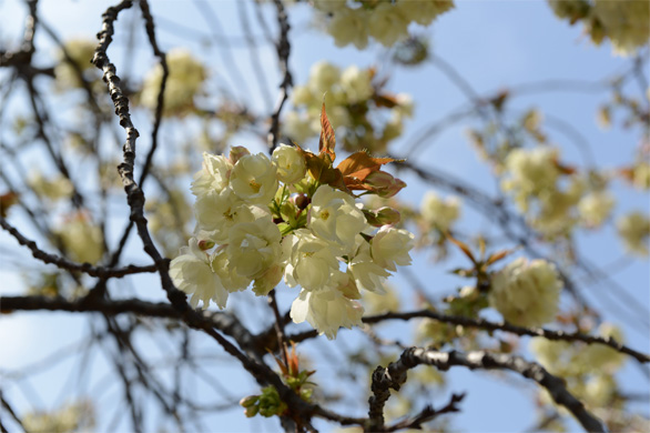 ウコン（鬱金）