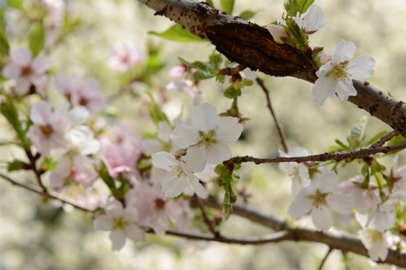 ウスズミ（薄墨）