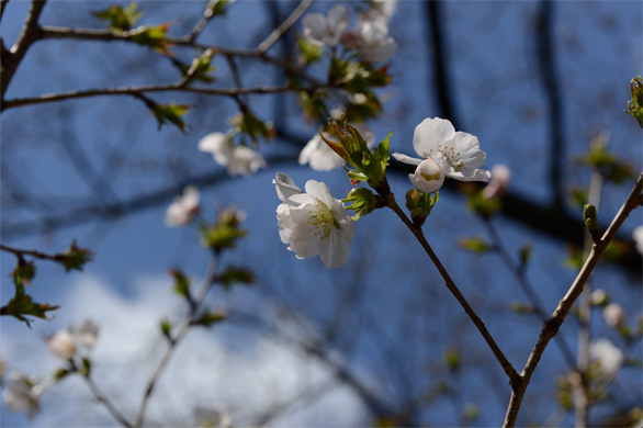 ワシノオ（鷲の尾）