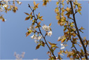 ヤエサコンザクラ（八重左近桜）