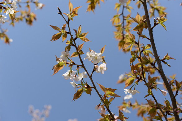 ヤエサコンノサクラ（八重左近桜）