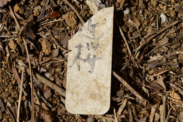 ヤエサコンノサクラ（八重左近桜）