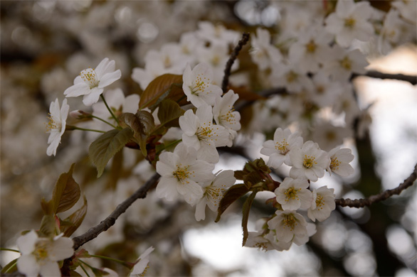 ヤマザクラ（山桜）