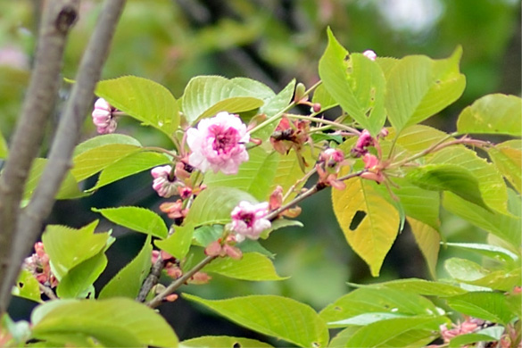 ヨウキヒ（楊貴妃）