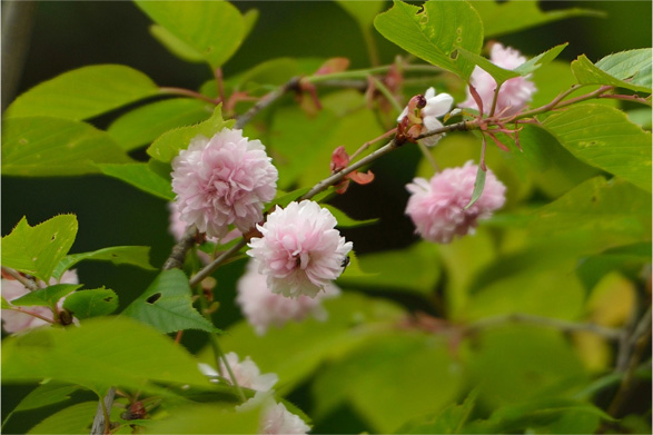 ヨウキヒ（楊貴妃）