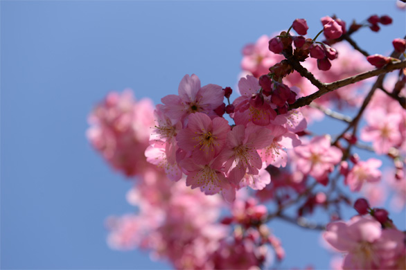 ヨコハマヒザクラ（横浜緋桜）