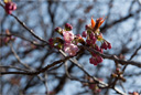 チョウシュウヒザクラ（長州緋桜）